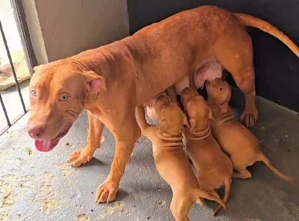 Cachorros resgatados em Aracaju — Foto: SSP/SE