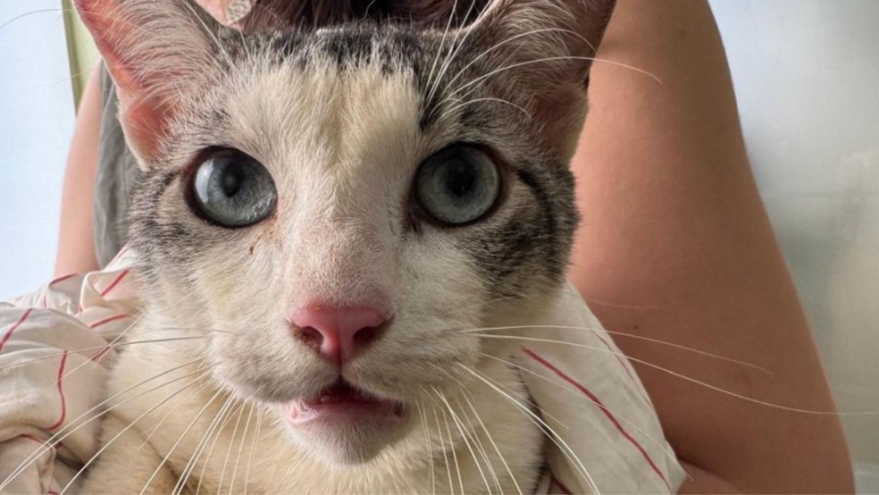 Sete gatos foram resgatados de esquema clandestino de sangue de animais em Monte Alto, SP — Foto: Prefeitura de Monte Alto