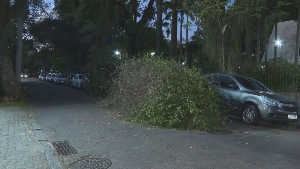 Queda de árvore na Rua Oliveira Rocha, no Jardim Botânico, na Zona Sul do Rio — Foto: Reprodução/ TV Globo