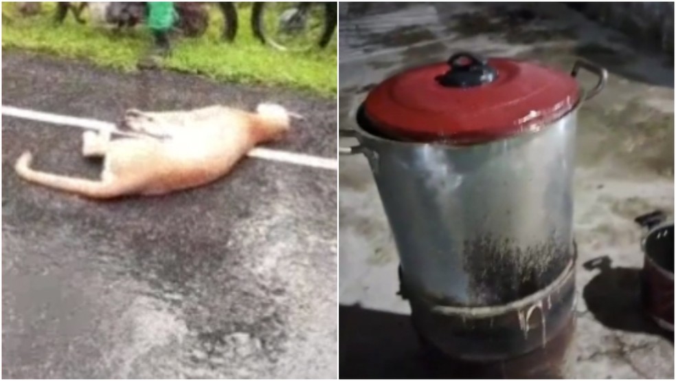 Moradores de Morrinhos fizeram ensopado com onça-parda que morreu atropelada. — Foto: Reprodução