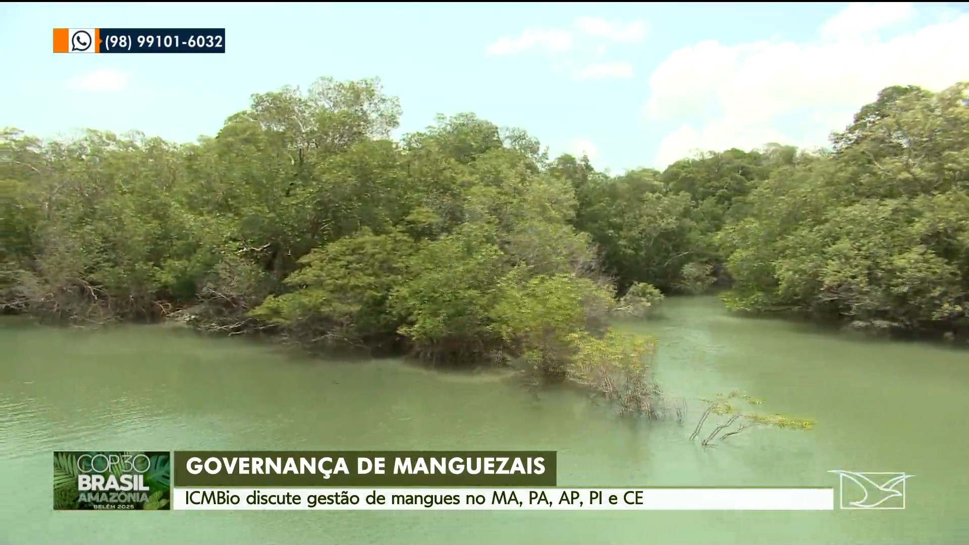 COP 30 debate gestão dos manguezais amazônicos; Maranhão concentra parte das maiores áreas