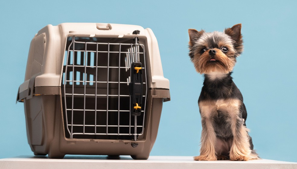 Cachorro e caixa transportadora. — Foto: Freepik