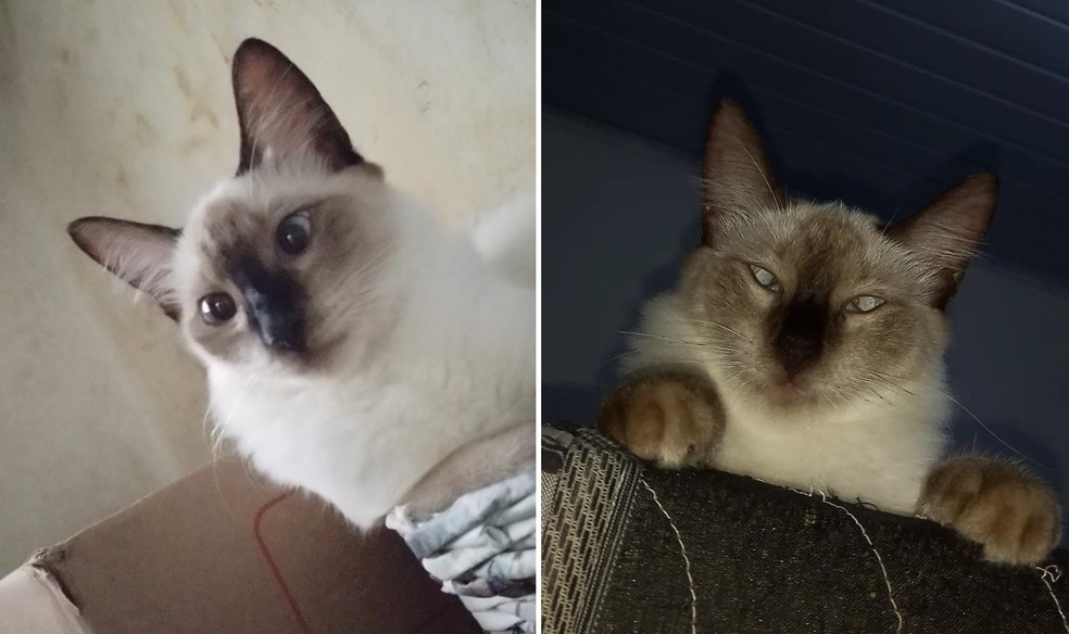 Tutora da gata Mary disse que a entregou saudável à veterinária para castração em Maceió e que sequer conseguiu ver o corpo após ser informada da morte — Foto: Arquivo pessoal