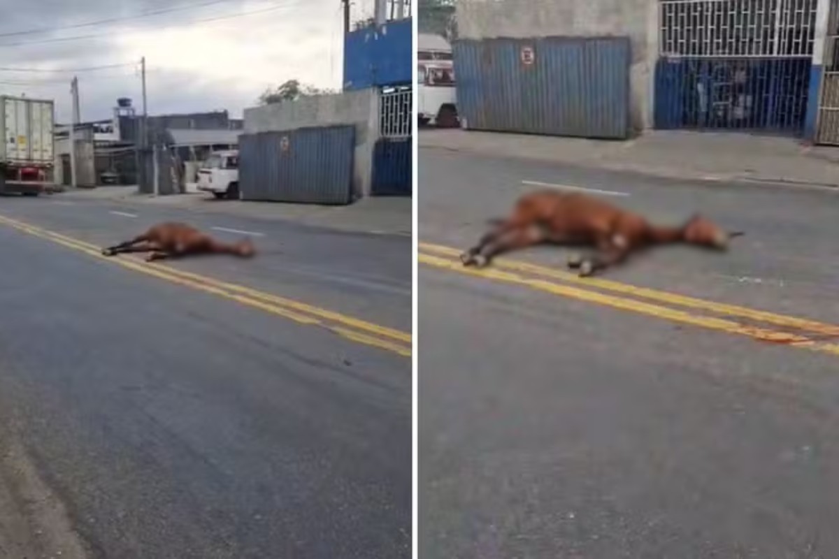 Cavalo morre atropelado em rua movimentada de Guarujá e corpo fica no meio da pista