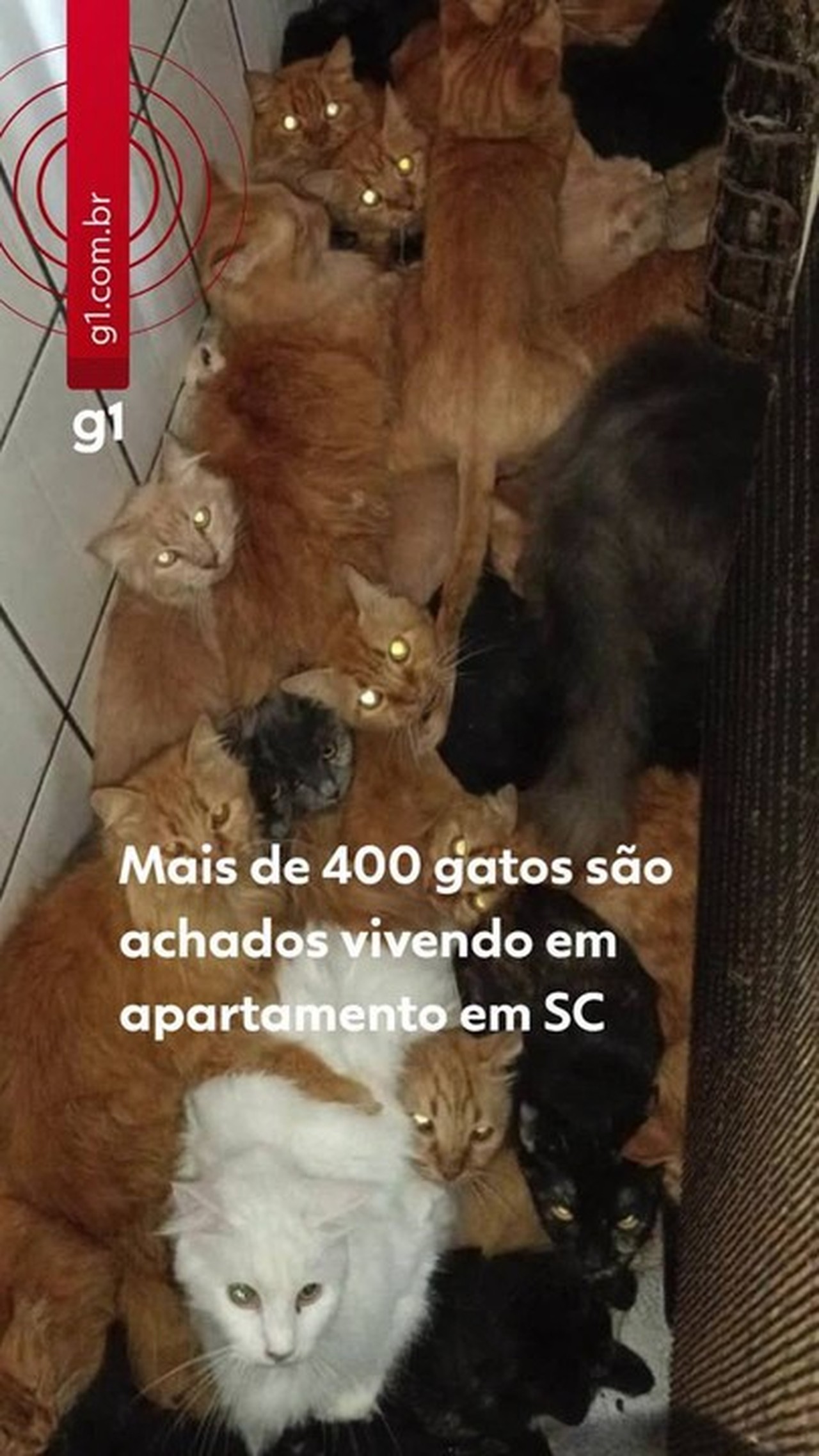 Mulher que mantinha 400 gatos em apartamento em SC é indiciada por maus-tratos