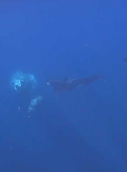 Orcas 'explodem' peixe-lua de  toneladas em técnica de caça