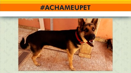 Acha meu pet: tutor procura pastor alemão desaparecido na antiga 806 Sul