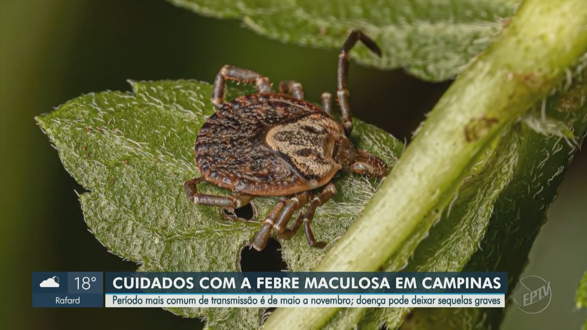 VÍDEOS: EPTV 2 Piracicaba de sexta-feira, 31 de maio de 2024