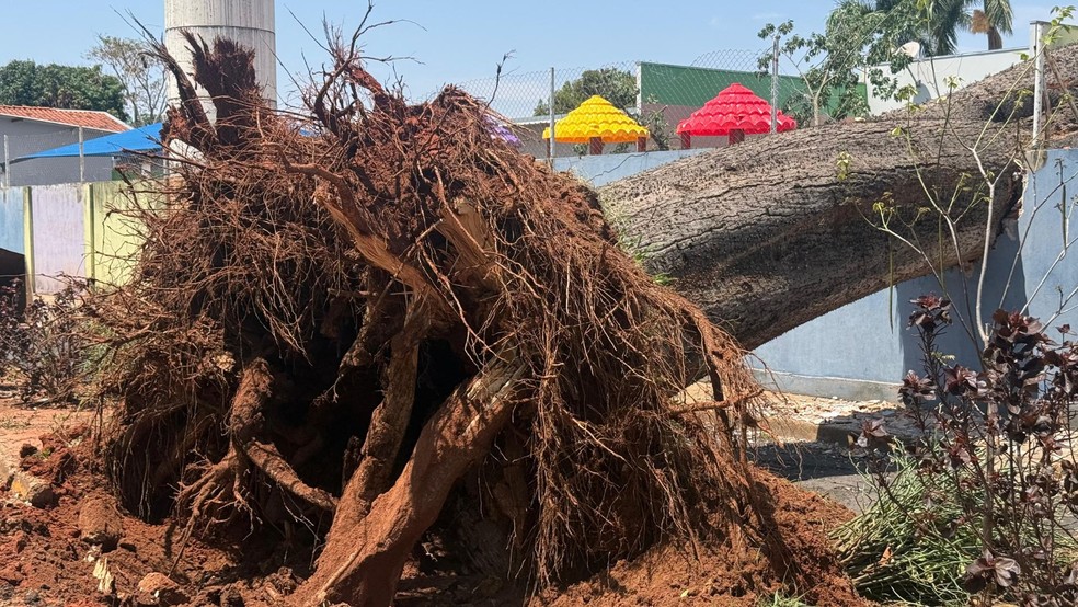 Árvore centenária de grande porte cai em área de recreação de creche e em casa de Tupã (SP) — Foto: João Belarmino/TV TEM