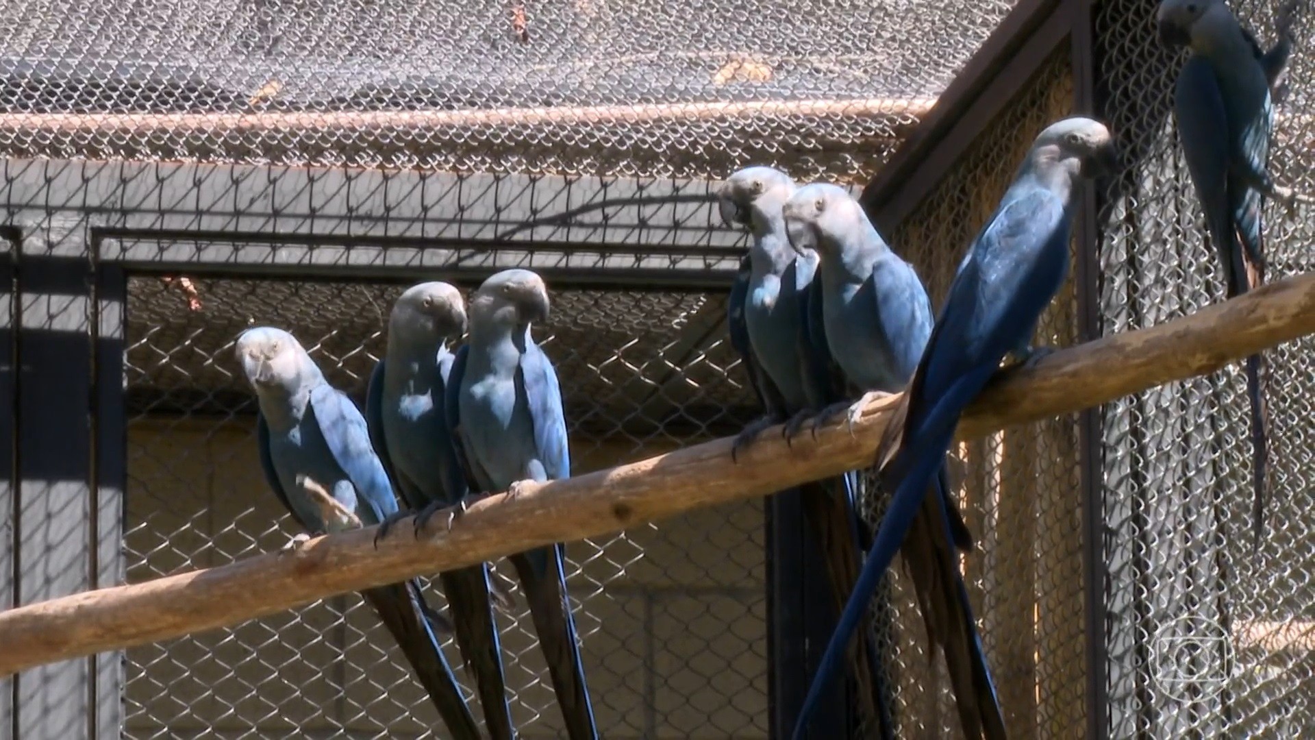 Zoológico de São Paulo ganha centro de preservação das ararinhas azuis