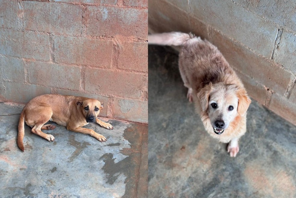 8 de 9
Os c&atilde;es Meg e Ted s&atilde;o os que aguardam h&aacute; mais tempo por uma fam&iacute;lia, ambos est&atilde;o abrigados h&aacute; quatro anos no canil em Presidente Prudente (SP) &mdash; Foto: Prefeitura de Presidente Prudente/Divulga&ccedil;&atilde;o