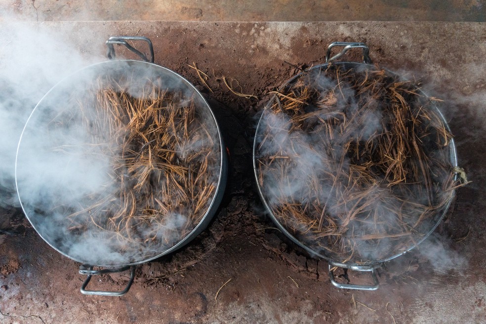 Chá de ayahuasca mobiliza estudos na USP de Ribeirão Preto  — Foto: Giordano Novak Rossi