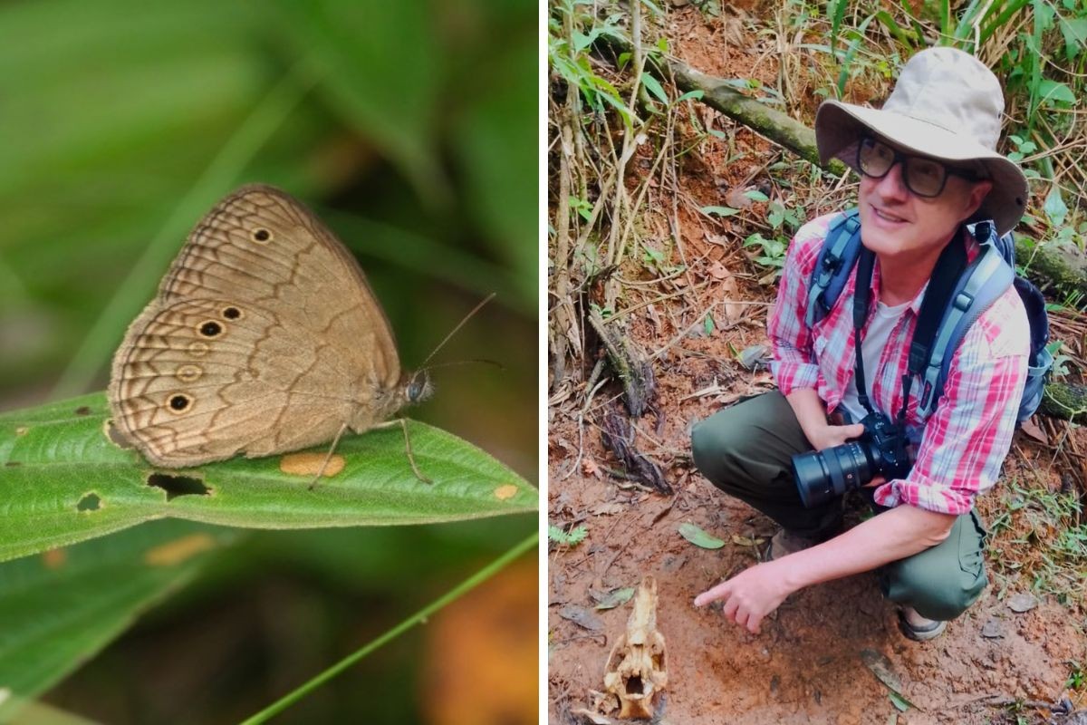 Pesquisadores da Unicamp batizam espécie rara de borboleta em homenagem a professor de Taubaté: ‘Fiquei sem palavras’