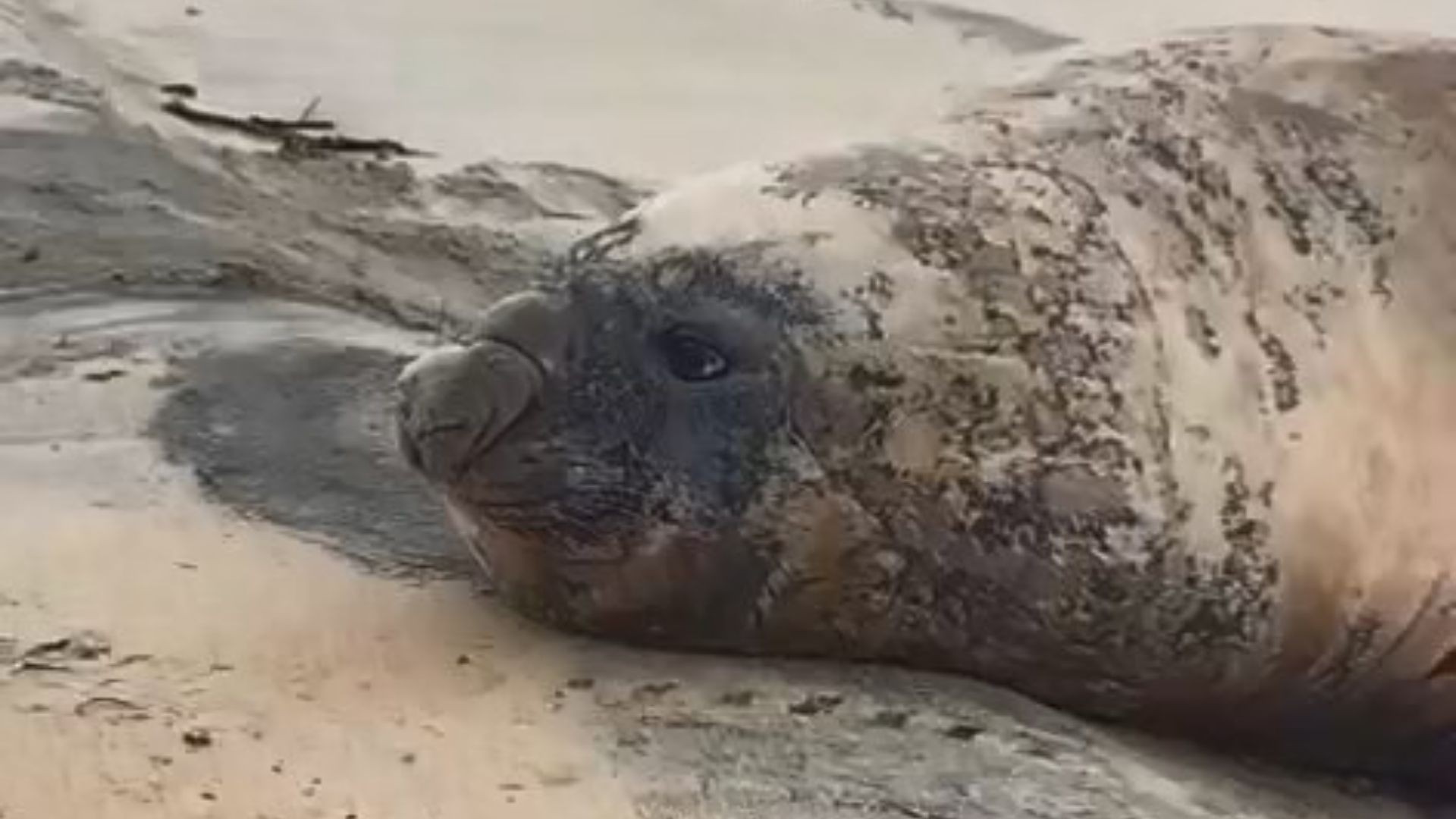 Elefante-marinho é filmado durante descanso em praia do ES; veja VÍDEO