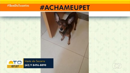 Telespectador busca ajuda para encontrar cachorro perdido