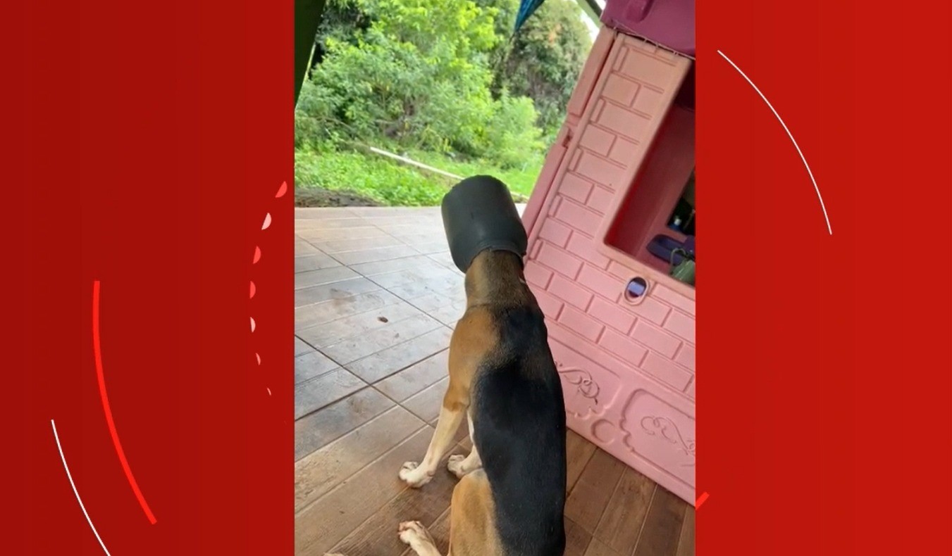 VÍDEO: Cachorro fica com leiteira presa na cabeça e precisa de ajuda dos Bombeiros em MG