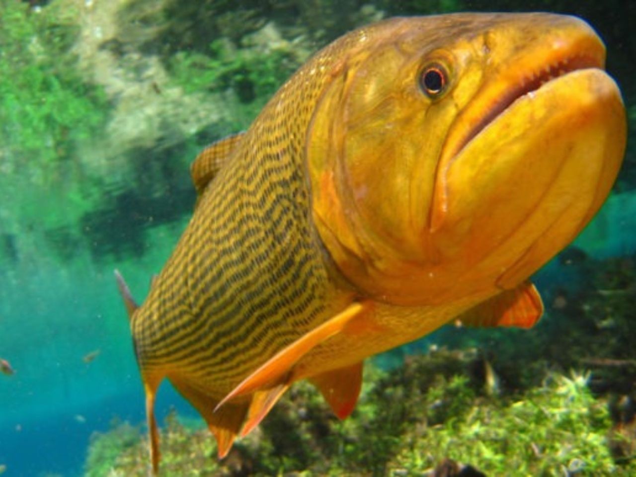 O peixe que é o ‘rei do rio’ e teve captura autorizada em MS apesar da proibição da pesca
