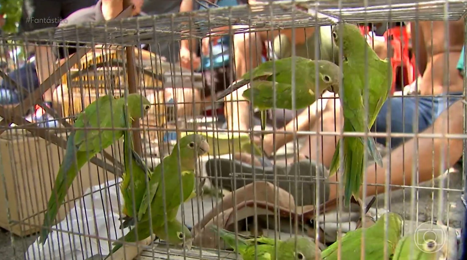 Operação do Ibama prende traficantes de animais exóticos em Fortaleza