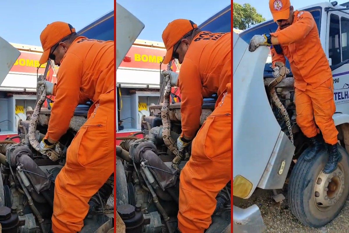 jiboia de 1,5 metro é encontrada escondida no motor de caminhão em MT