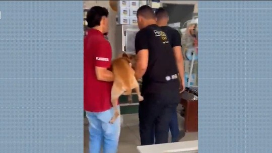 Cachorro é alvo de maus-tratos, tem testículos cortados e é amarrado em poste no Maranhão; suspeito está foragido - Foto: (Reprodução/TV Mirante)