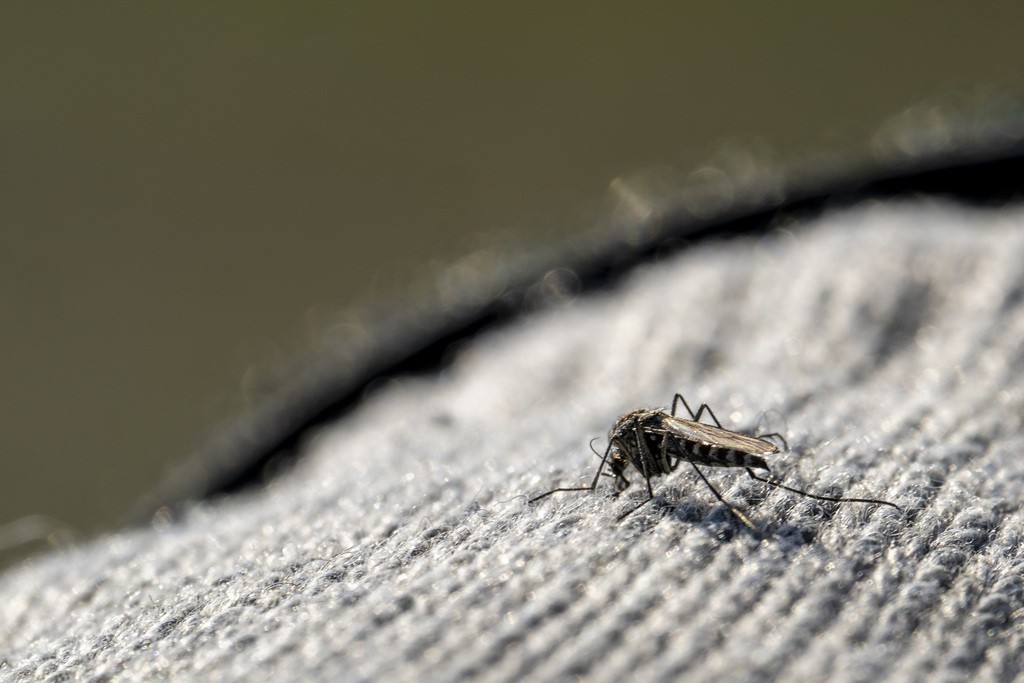 Mortes confirmadas por dengue sobem para 150 no Sul de Minas; casos seguem em alta