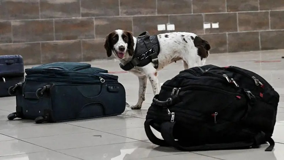 A forma como os humanos utilizam os cães evoluiu desde a época em que eles guardavam cavernas, e hoje inclui funções como farejar bagagens em aeroportos — Foto: AFP via Getty Images