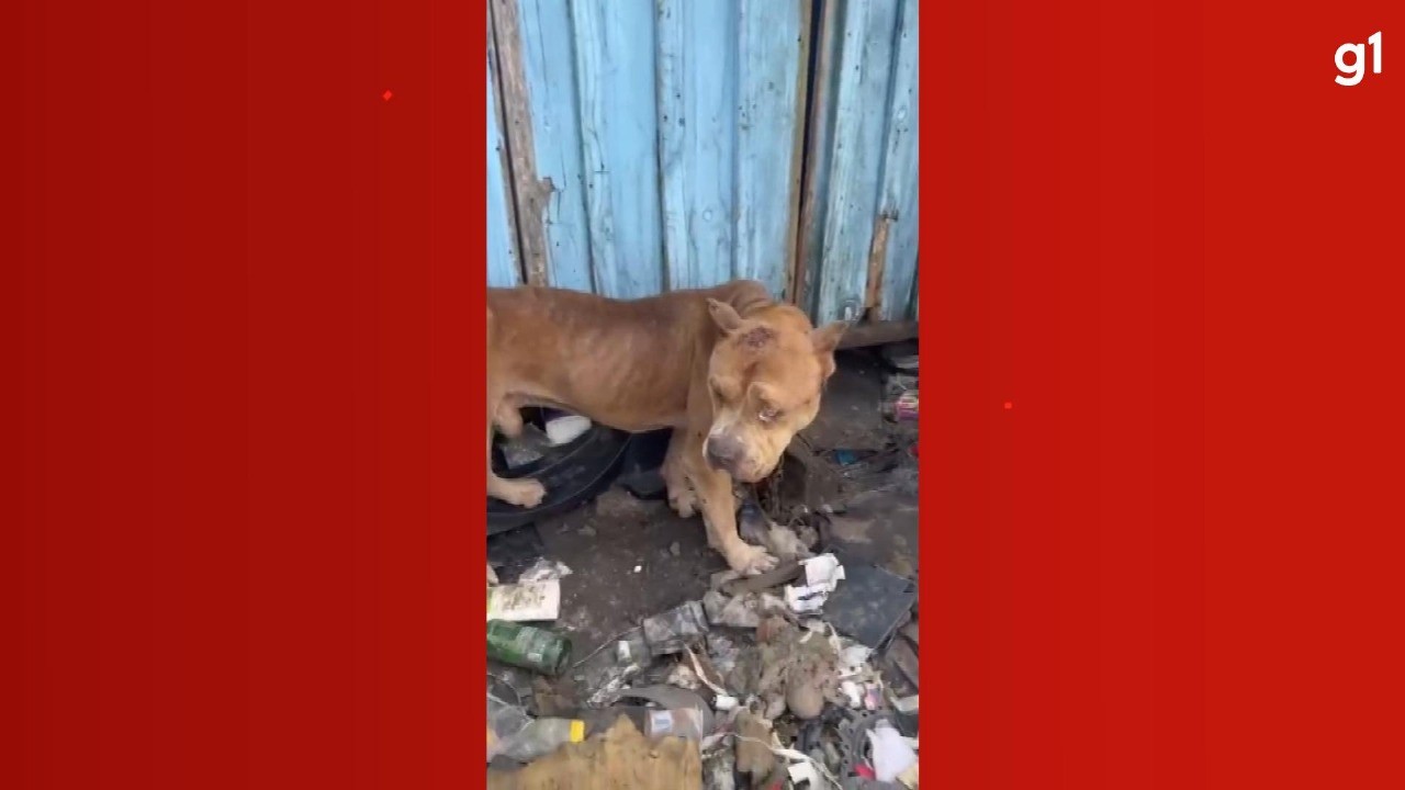 Acorrentados e machucados, seis pitbulls são resgatados em Curitiba; VÍDEO