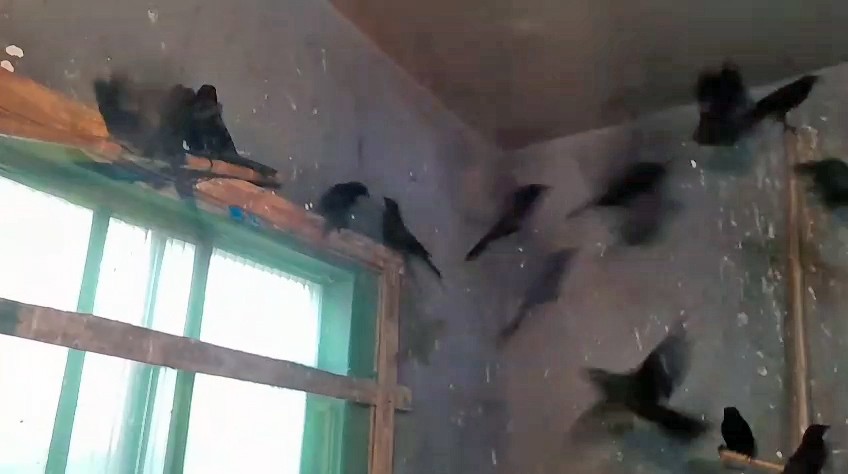 PF mira tráfico internacional de animais silvestres