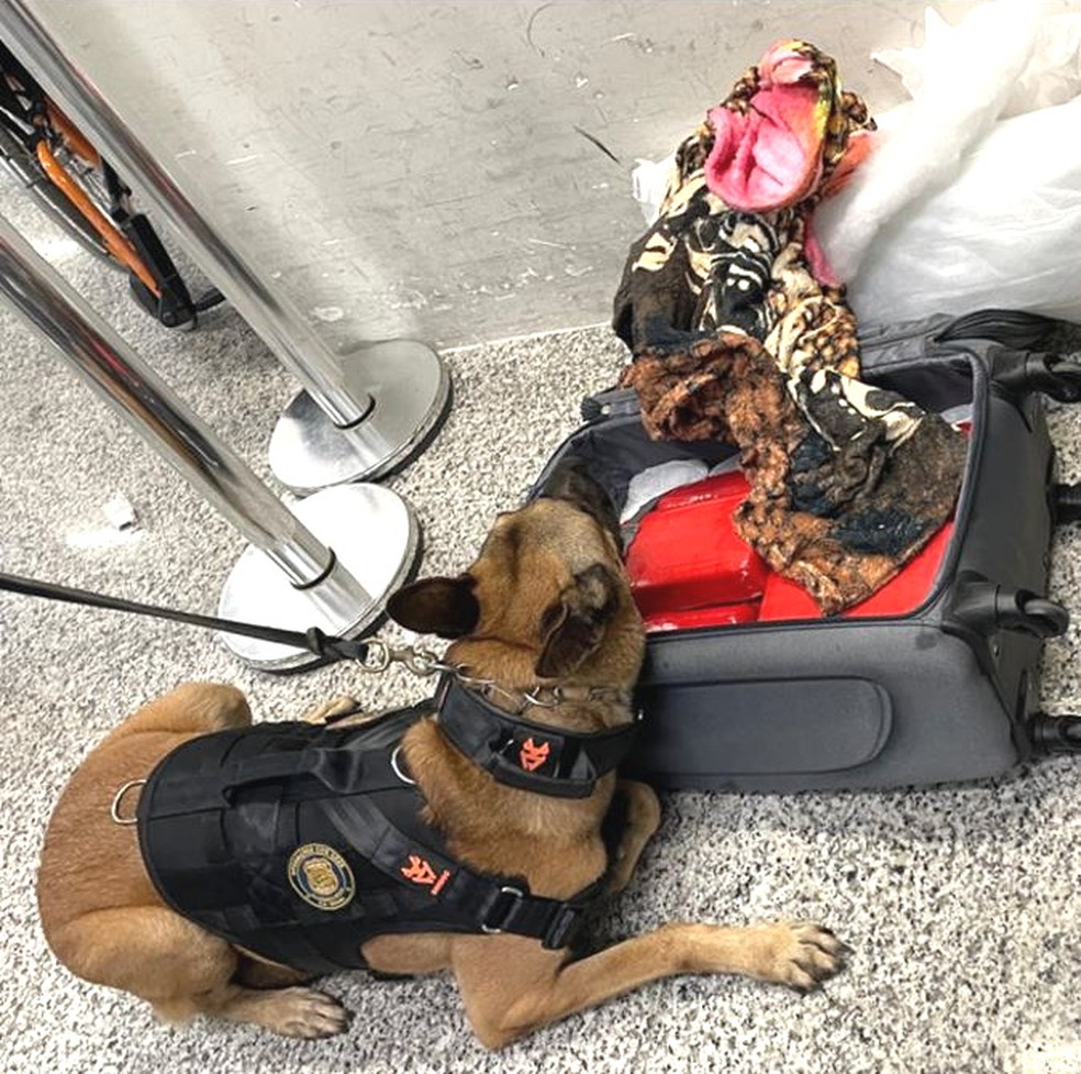 Cães localizaram drogas na mala de suspeito que chegava de Manaus — Foto: Cedida