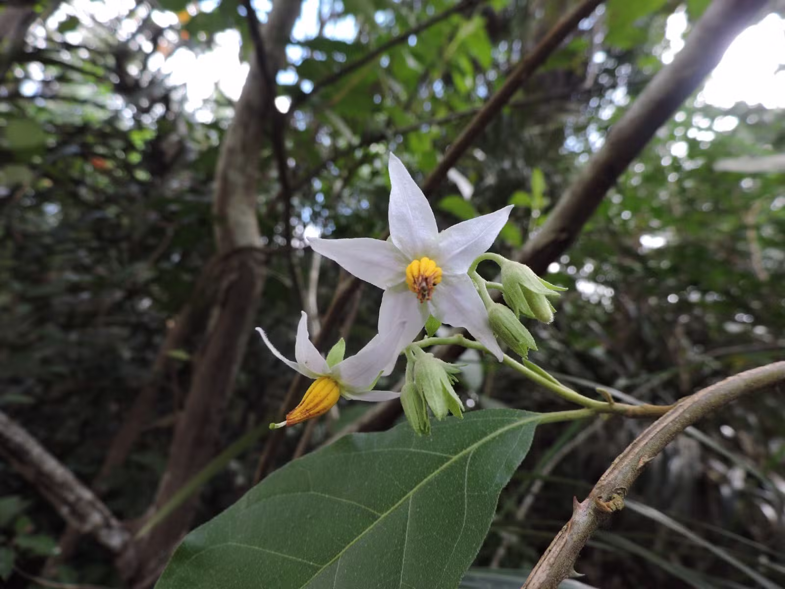 Nova planta descoberta no Maranhão já corre risco de extinção e desperta 'mistérios'