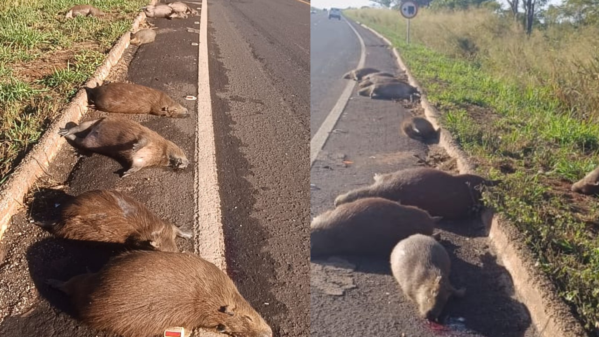 Tragédia em família: onze capivaras são encontradas mortas atropeladas na BR-267 em Bataguassu