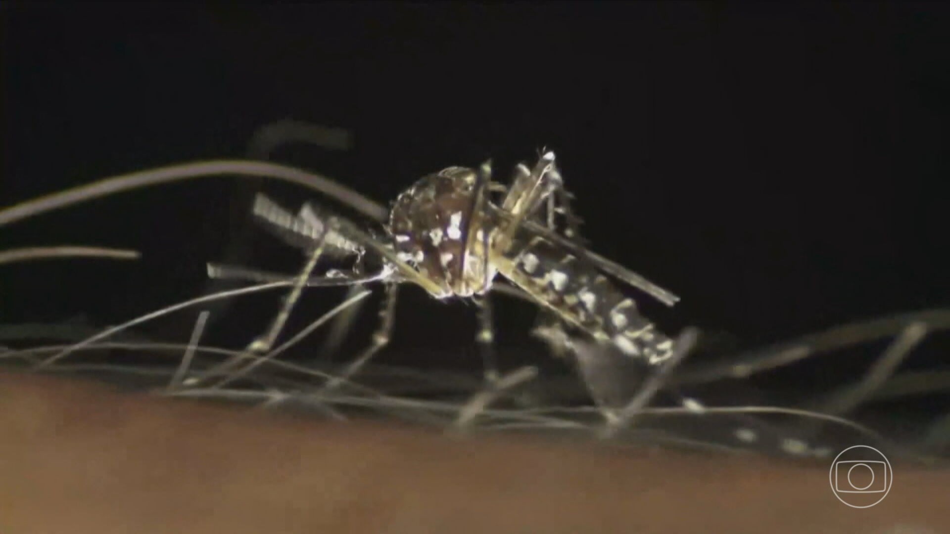 Cidades do noroeste paulista decretam emergência em saúde devido à dengue”