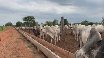 Araguaína se consolida como um dos pilares do agronegócio no Tocantins