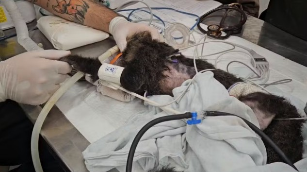 Macacos-prego tratados na UFU foram retirados de cativeiro onde 'manejo era feito na base do terror' 