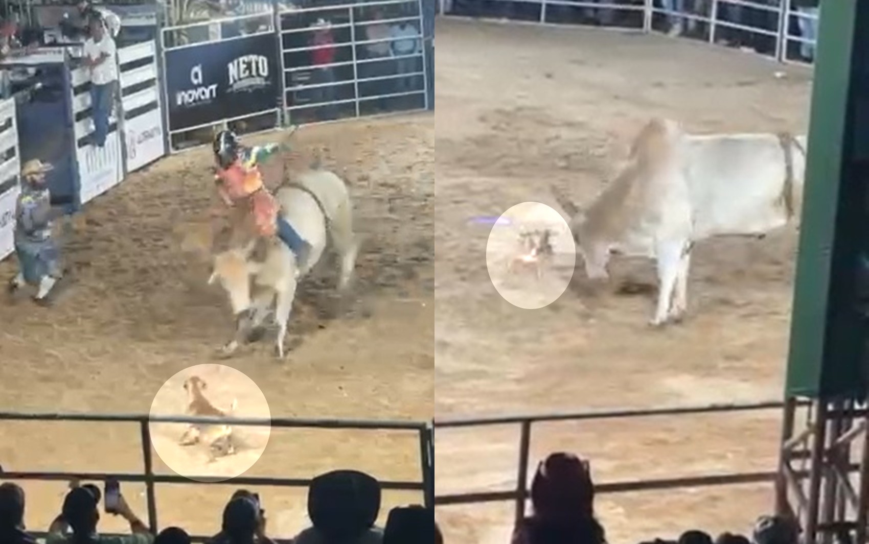 Cachorro caramelo invade rodeio, corre atrás do touro, escapa de chifradas e ganha aplausos do público, vídeo