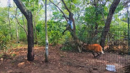 Reserva das Antas: conheça reserva e patrimônio natural