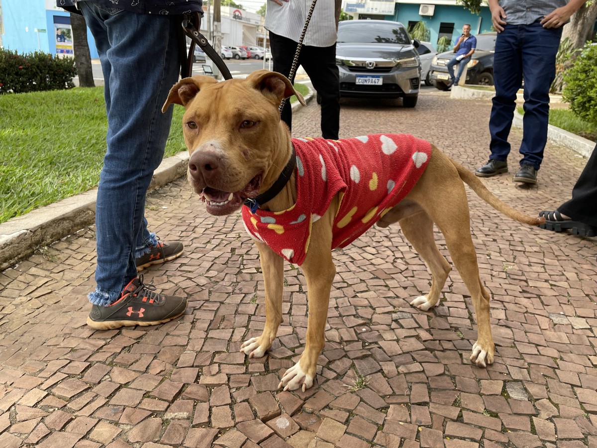 Telefone da sales pit bull