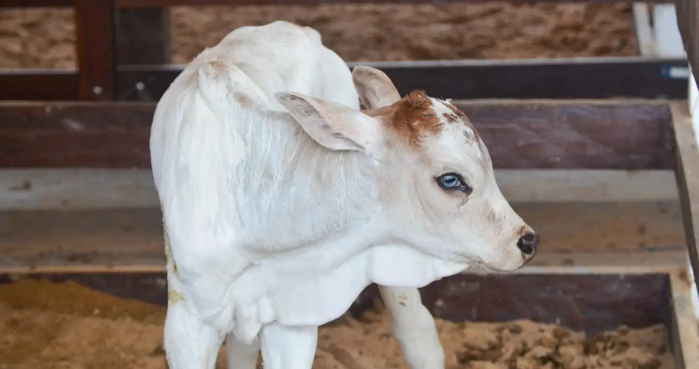 Bezerra nasce durante a Expofeira do Amapá e vira mascote do evento