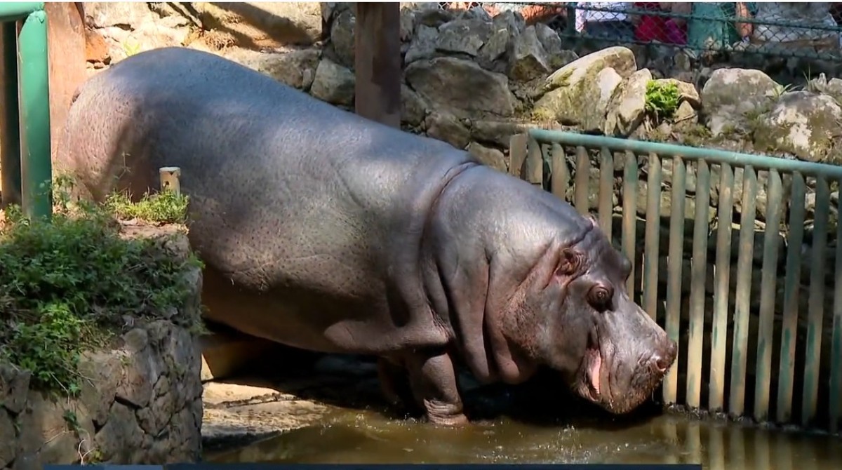 Zoo São Paulo tem um novo morador: o hipopótamo Ramon