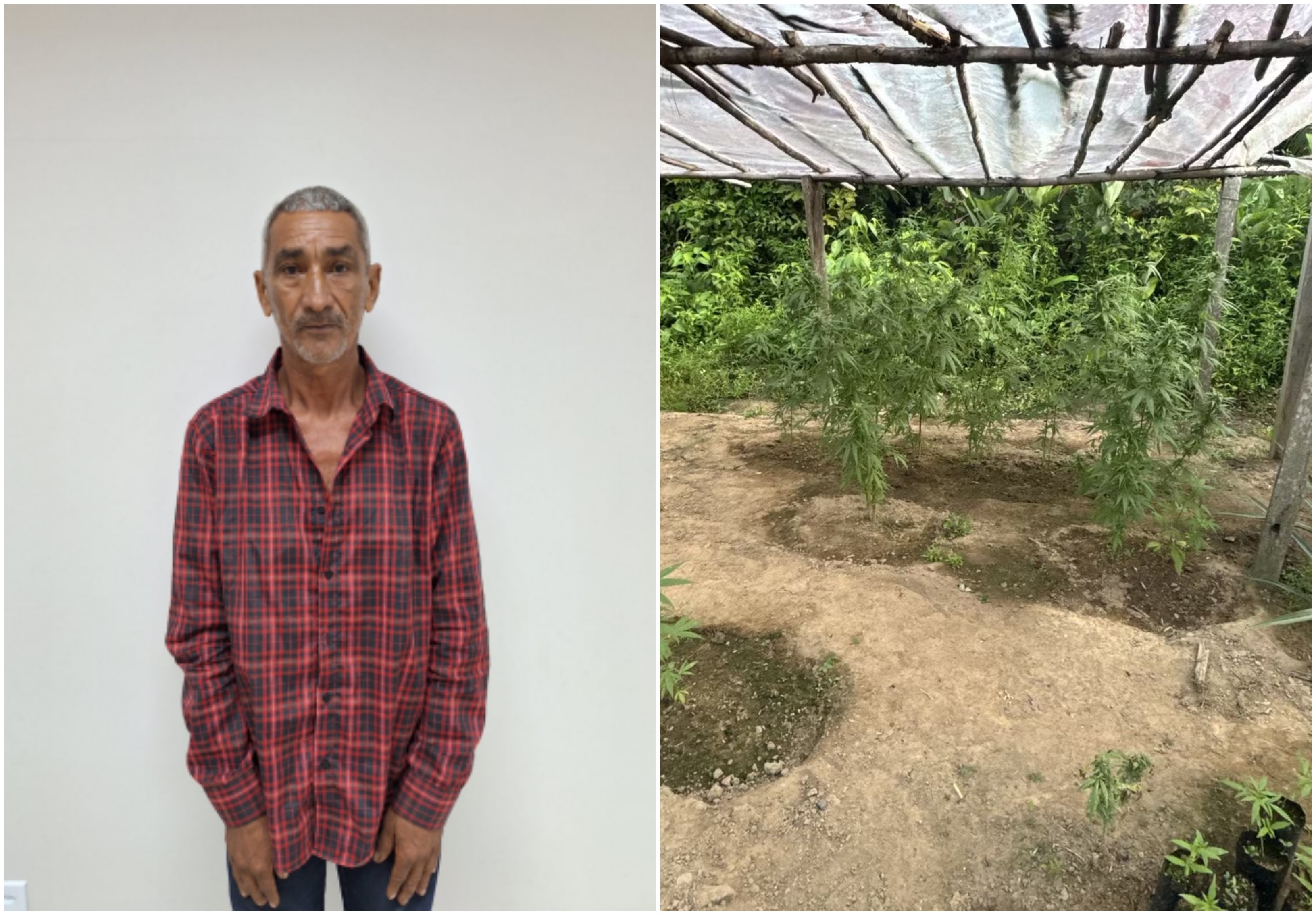 Justiça decreta prisão preventiva de idoso que tinha estufa de maconha em Rorainópolis