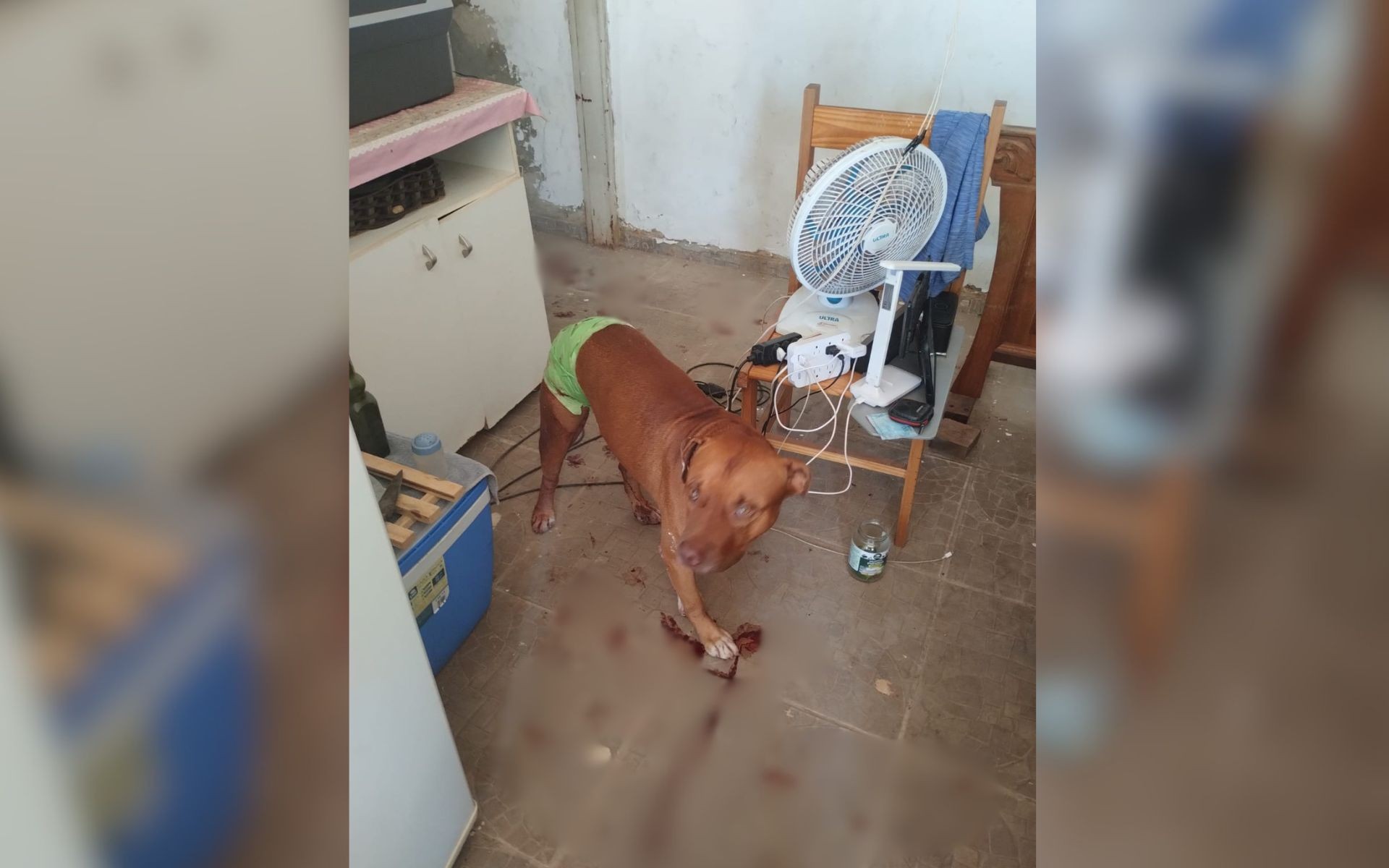 Pitbull salva idoso de ser agredido pelo filho 