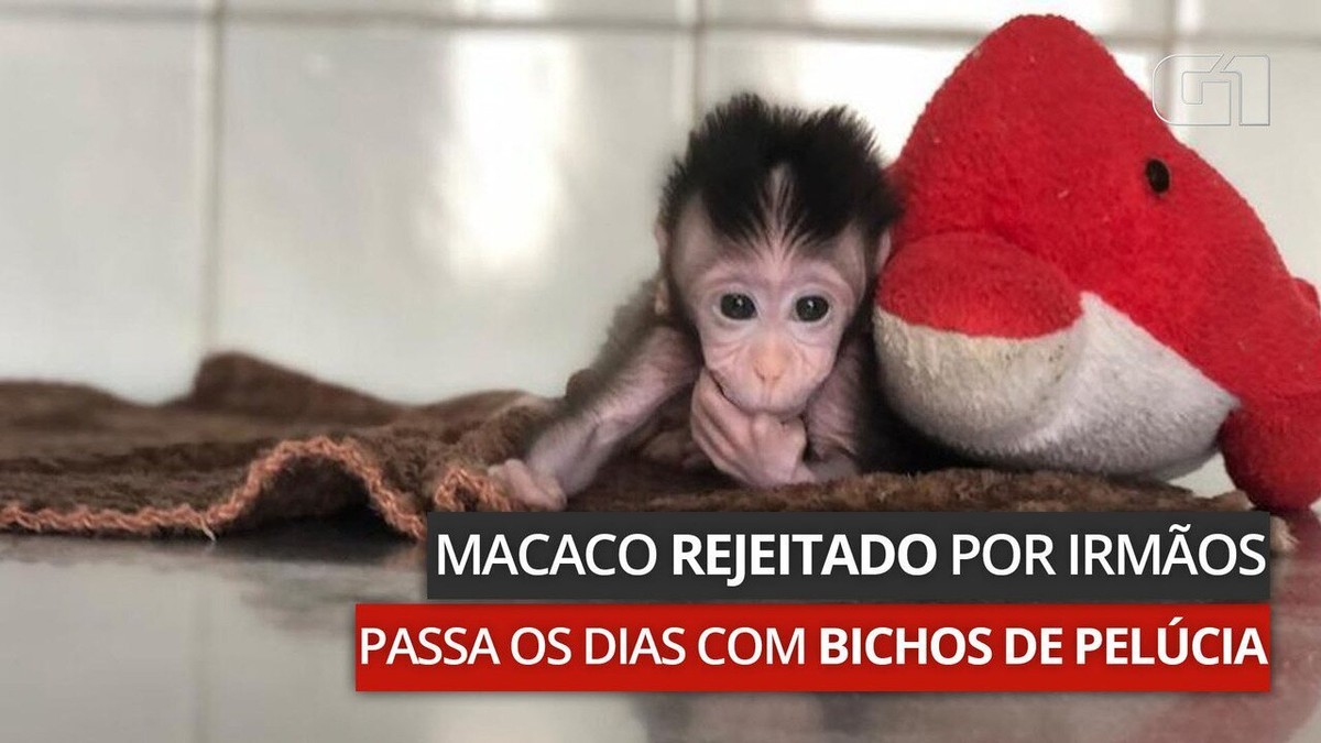 Jogo Pula Macaco  A Bahia compra aqui!