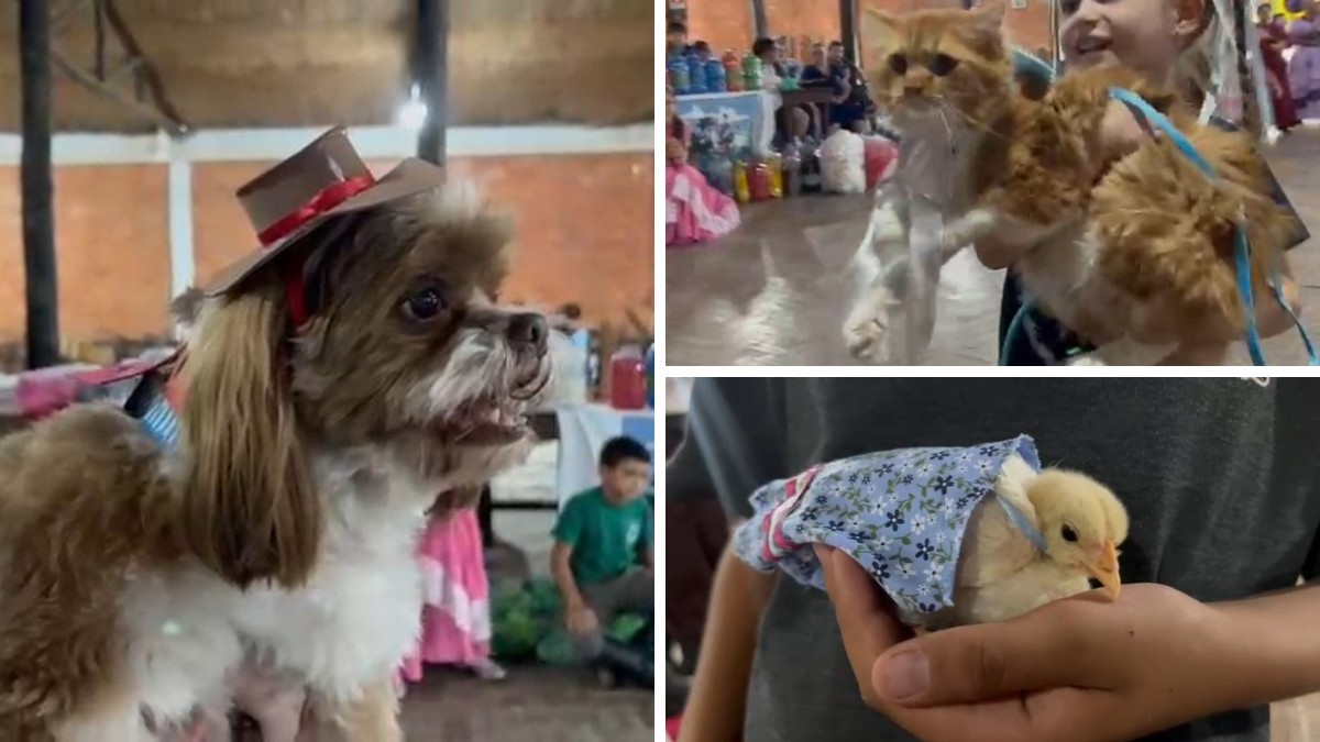 Alerta de fofura: cachorros, gatos e até pintinho participam de concurso de trajes típicos no RS