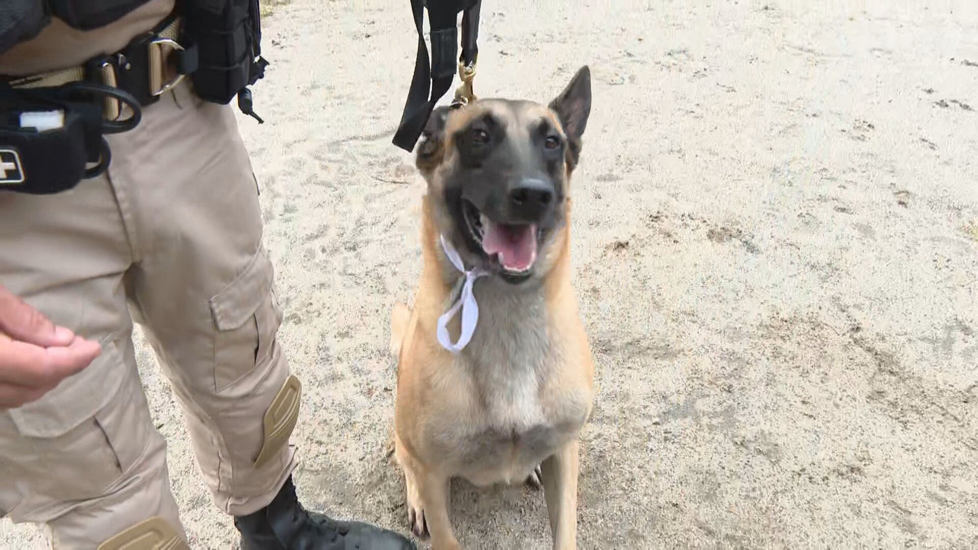 Cão da Guarda Municipal é campeão em competição de faro de entorpecentes