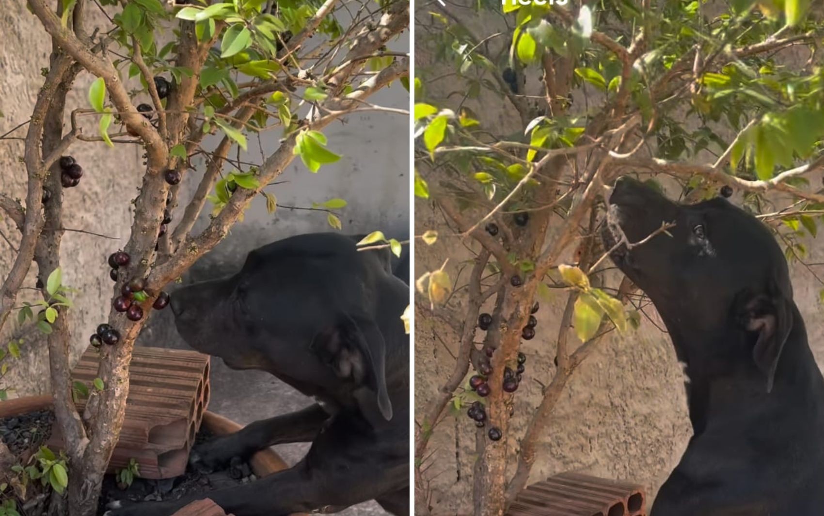 Vídeo de pit bull comendo jabuticaba direto do pé viraliza e diverte a web: ‘Dê licença que eu tô na hora do lanche’ 