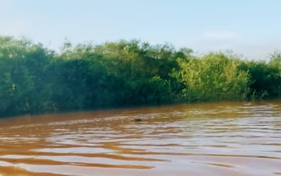Durante a travessia, os três amigos avistaram um jacaré no rio Araguaia — Foto: Reprodução do YouTube/ Carocinho - FishingVibesBr