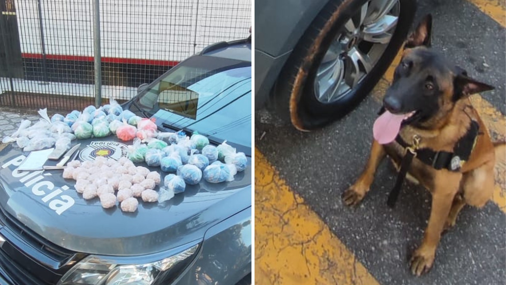 Cão farejador da PM encontra 6 kg de drogas em área de mata em Taubaté, SP
