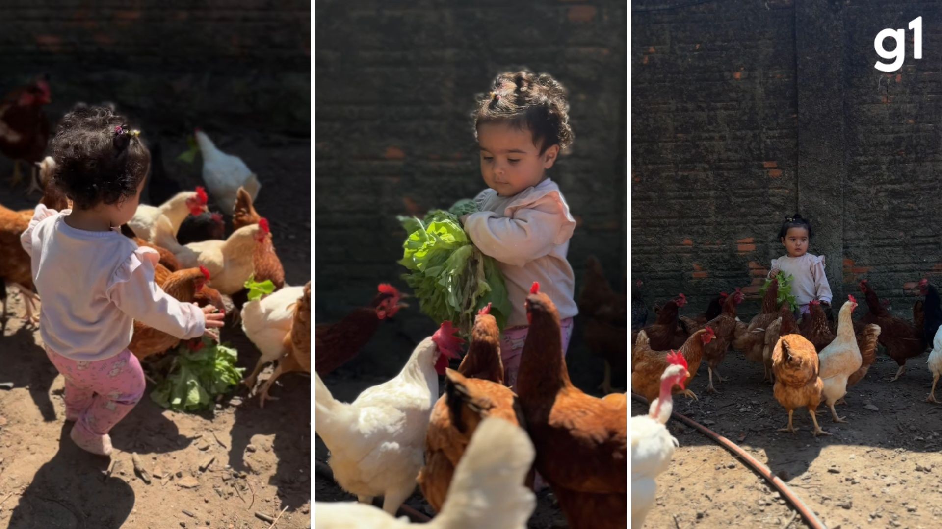 Bebê tenta alimentar galinhas folha por folha, mas plano dá errado e vídeo viraliza