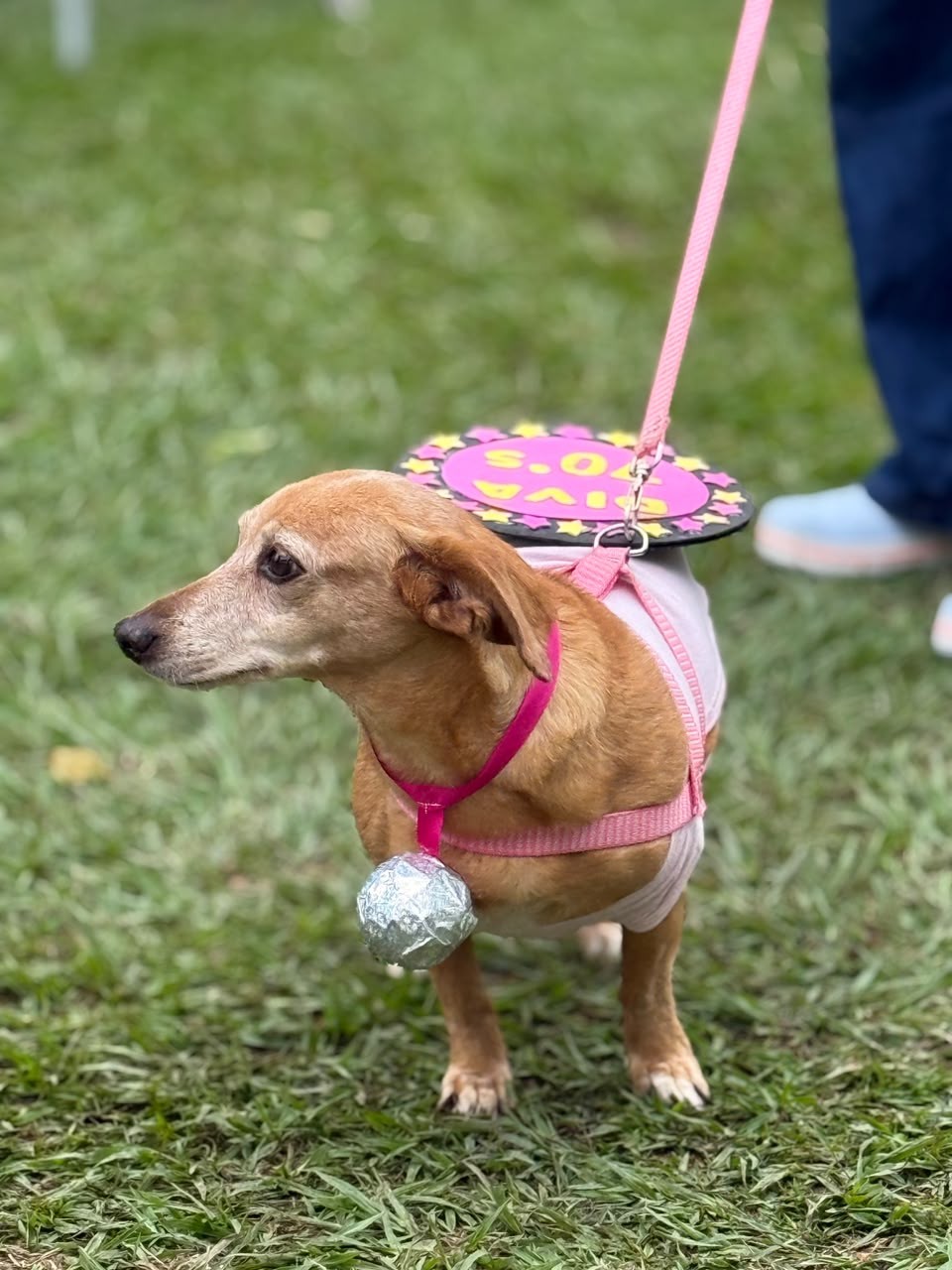 'Caminhada do Amicão' reúne famílias e animais de estimação em Vassouras; veja fotos — Foto: Divulgação/TV Rio Sul