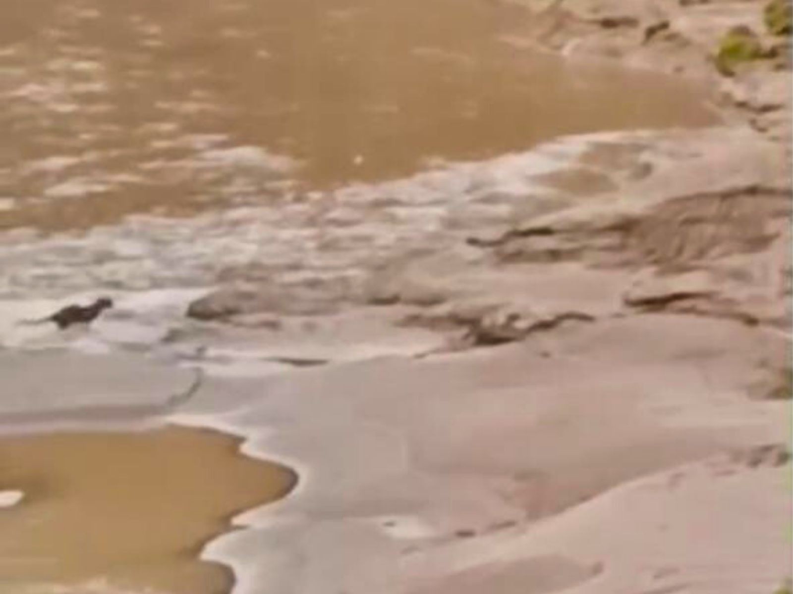 Onça-pintada é flagrada dura caçada em unidade de conservação no Acre; VÍDEO